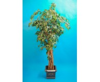 Ficus 216cm